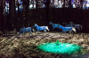 The Magical Splendor of Cavalia’s Odysseo